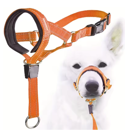 Training Collar