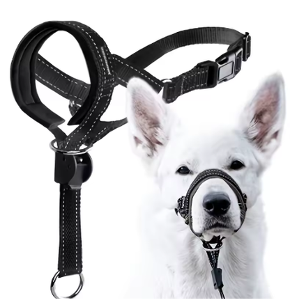 Training Collar