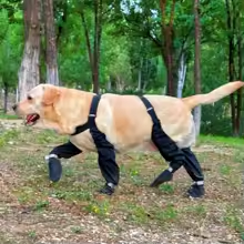 Anti-Slip Dog Shoes